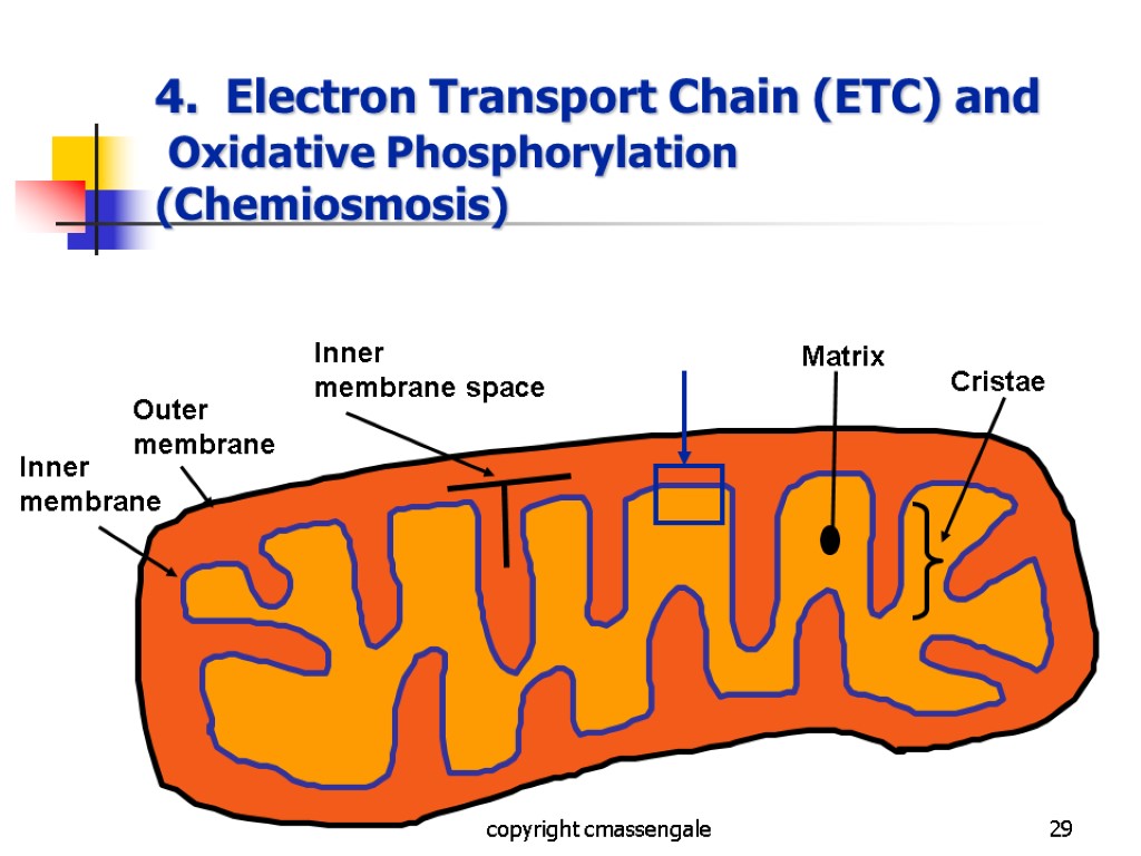 29 4. Electron Transport Chain (ETC) and Oxidative Phosphorylation (Chemiosmosis) copyright cmassengale